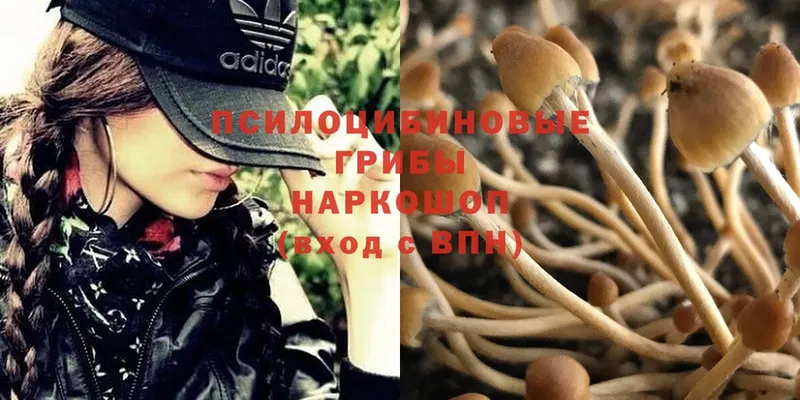 Псилоцибиновые грибы MAGIC MUSHROOMS  hydra вход  Киржач  цена  